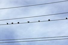 Birds On Conductor Royalty Free Stock Images