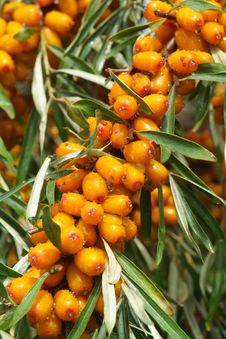 Sea-buckthorn Berries Stock Photos Sea-buckthorn Berries Stock Photos