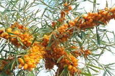 Sea-buckthorn Berries Stock Photos Sea-buckthorn Berries Stock Photos