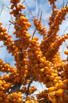 Sea-buckthorn Berries Royalty Free Stock Image Sea-buckthorn Berries Royalty Free Stock Image