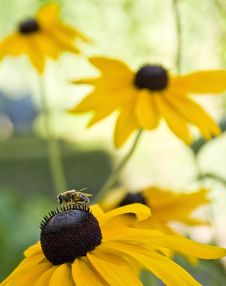 Close-up Bee On Flower Stock Image Close-up Bee On Flower Stock Image