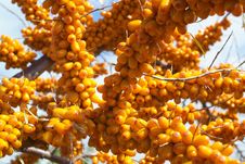 Sea-buckthorn Berries Stock Photography Sea-buckthorn Berries Stock Photography