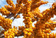 Sea-buckthorn Berries Royalty Free Stock Images Sea-buckthorn Berries Royalty Free Stock Images
