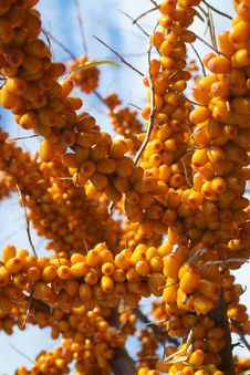 Sea-buckthorn Berries Royalty Free Stock Photo Sea-buckthorn Berries Royalty Free Stock Photo