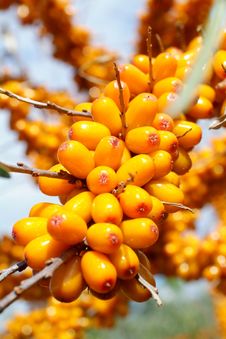 Sea-buckthorn Berries Stock Photo Sea-buckthorn Berries Stock Photo