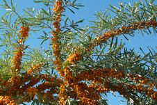 Sea-buckthorn Berries Royalty Free Stock Photos Sea-buckthorn Berries Royalty Free Stock Photos