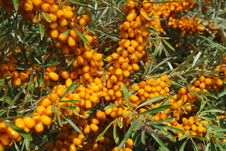 Sea-buckthorn Berries Royalty Free Stock Photography Sea-buckthorn Berries Royalty Free Stock Photography
