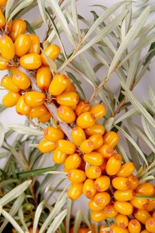 Sea-buckthorn Berries Royalty Free Stock Photos Sea-buckthorn Berries Royalty Free Stock Photos