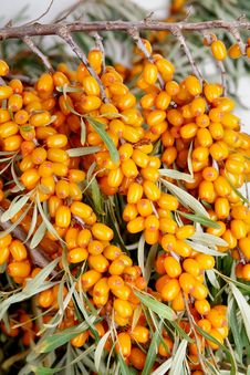 Sea-buckthorn Berries Stock Photography Sea-buckthorn Berries Stock Photography