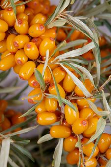 Sea-buckthorn Berries Stock Photo Sea-buckthorn Berries Stock Photo