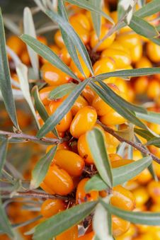 Sea-buckthorn Berries Stock Photo Sea-buckthorn Berries Stock Photo