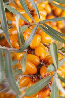 Sea-buckthorn Berries Royalty Free Stock Photo Sea-buckthorn Berries Royalty Free Stock Photo