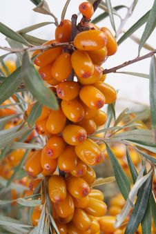 Sea-buckthorn Berries Royalty Free Stock Photography Sea-buckthorn Berries Royalty Free Stock Photography
