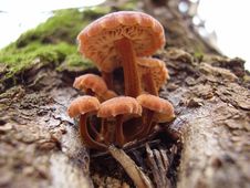 Mushrooms Stock Photo Mushrooms Stock Photo
