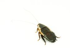 Live Big Cockroach Stock Photography Live Big Cockroach Stock Photography
