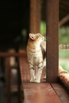 Inquisitive Domestic Cat Stock Photography Inquisitive Domestic Cat Stock Photography