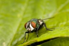 Closeup Of Blow Fly Royalty Free Stock Images