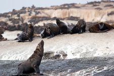 Seal Island Royalty Free Stock Photography Seal Island Royalty Free Stock Photography