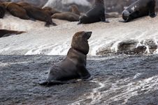 Seal Island Stock Image Seal Island Stock Image