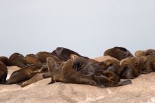 Seal Island Stock Image Seal Island Stock Image