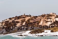 Seal Island Stock Photos Seal Island Stock Photos