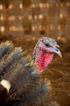 Turkey Turkey Royalty Free Stock Image Turkey Turkey Royalty Free Stock Image
