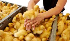 Duckling Is On The Woman Hands Royalty Free Stock Photos