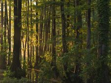 Sunlight Through Wet Land Forest Stock Photos Sunlight Through Wet Land Forest Stock Photos