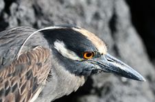 Yellow Crowned Night Heron Royalty Free Stock Photos Yellow Crowned Night Heron Royalty Free Stock Photos