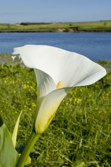 Water Lilly Royalty Free Stock Photography Water Lilly Royalty Free Stock Photography