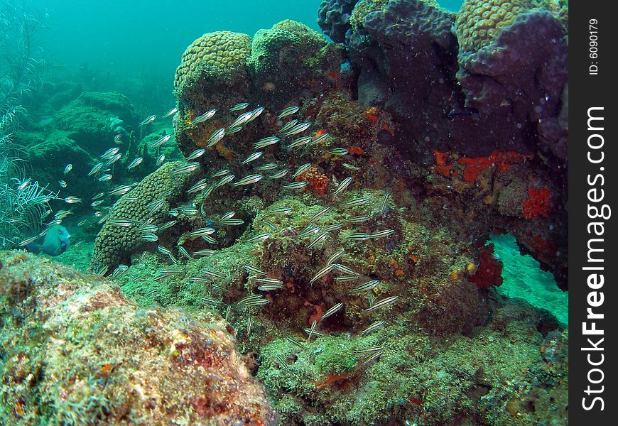 This image was taken at the Lighthouse Ledge reef in Pompano Beach, Florida about a mile off shore. South of Hillsboro Inlet. This image was taken at the Lighthouse Ledge reef in Pompano Beach, Florida about a mile off shore. South of Hillsboro Inlet.