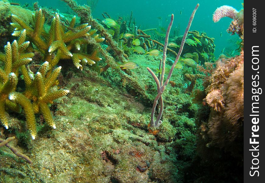 Coral Reef And Fish