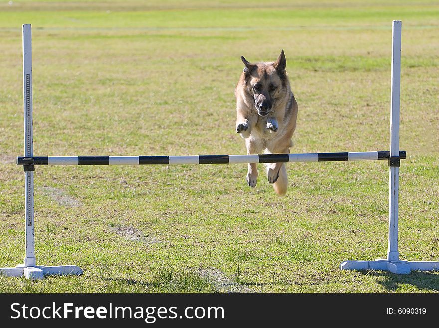 An Alsatian jumping the bar. An Alsatian jumping the bar