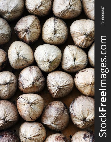 Close-up image of coconuts at a plantation in Thailand.