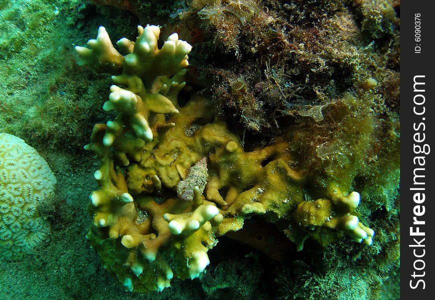 Coral Reef and small shell