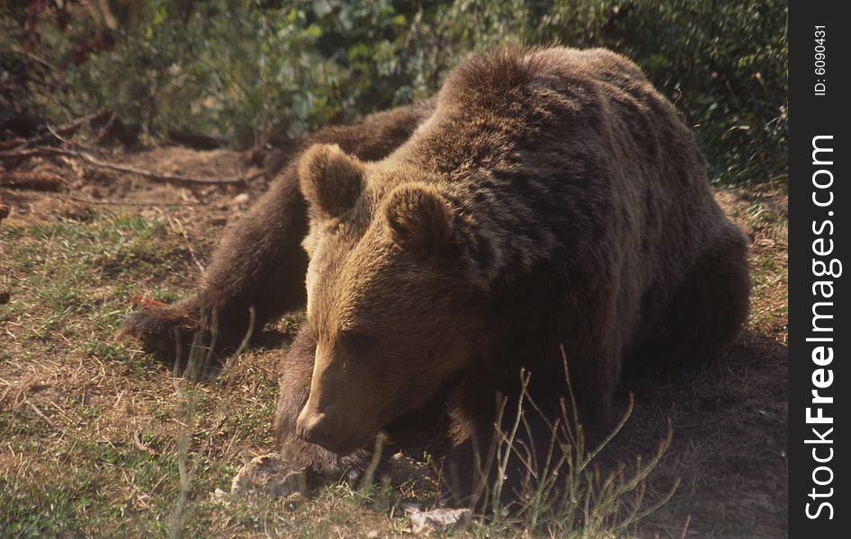 This brown bear is a resident of Kuterevo in Croatia. Kuterevo, which has a refuge for orphaned brown bears, is a tiny village nestled in Croatia's Velebit Mountains. This brown bear is a resident of Kuterevo in Croatia. Kuterevo, which has a refuge for orphaned brown bears, is a tiny village nestled in Croatia's Velebit Mountains.