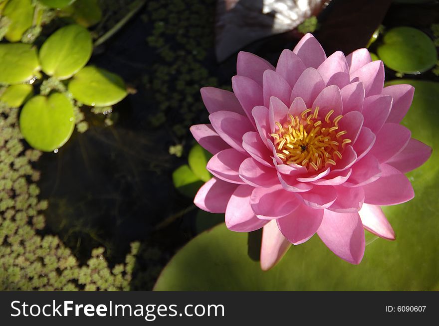 Blossom water lily and leafs