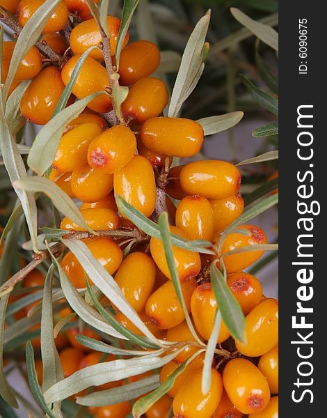 Ripe berries of sea-buckthorn berries