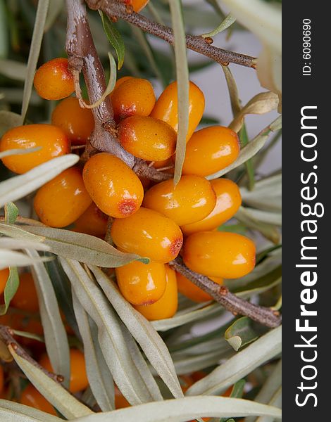 Sea-buckthorn berries