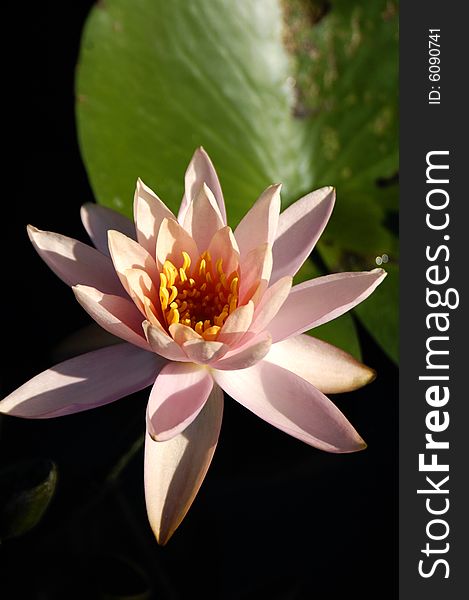 Blossom water lily and leafs