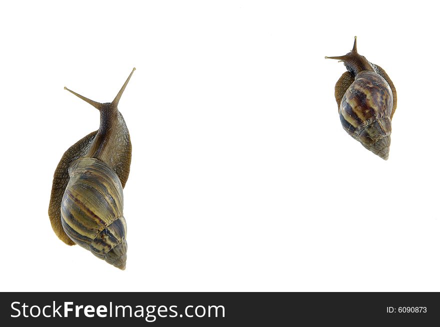 Two Snail ordinary,on white background