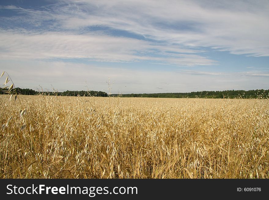 Oats field, blue sky and forest. Oats field, blue sky and forest