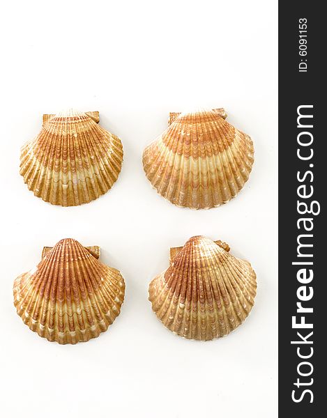 Beach objects. Shells isolated on white