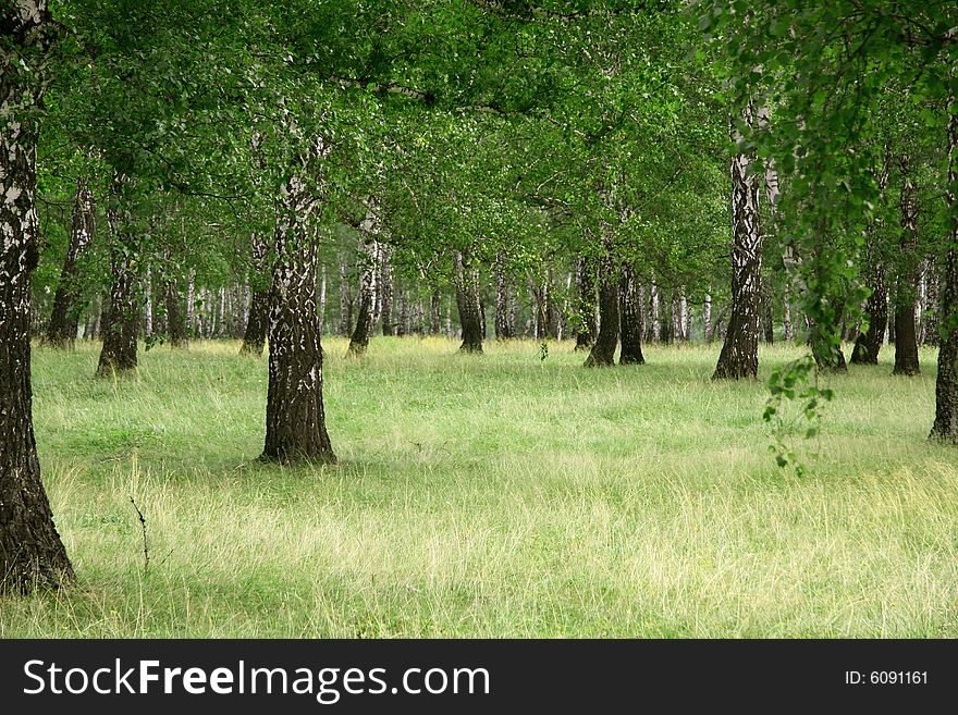 Birchen boscage at summer in Russia. Birchen boscage at summer in Russia