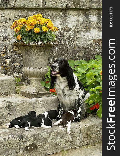 Vertical picture of springer spaniel dogs