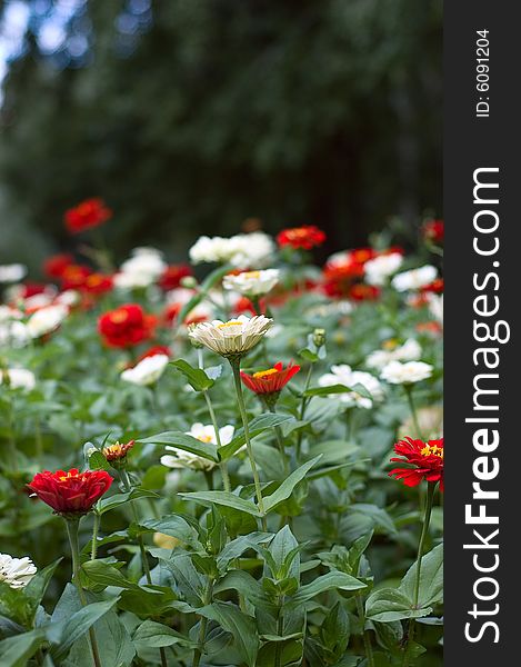 Flowerbed with a colored flowers