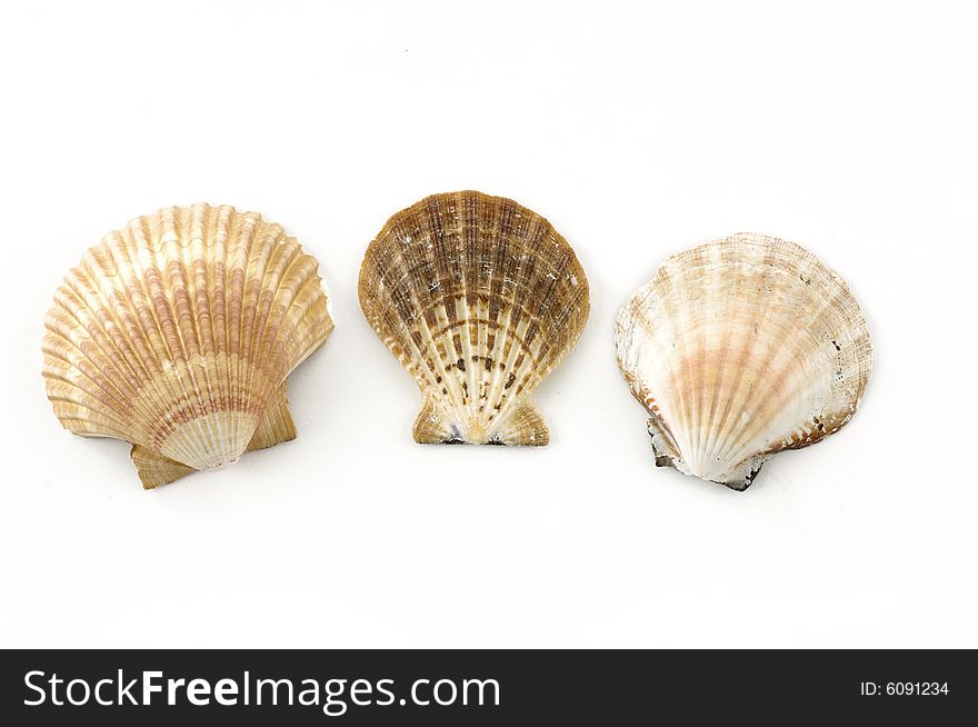 Beach objects. Shells isolated on white