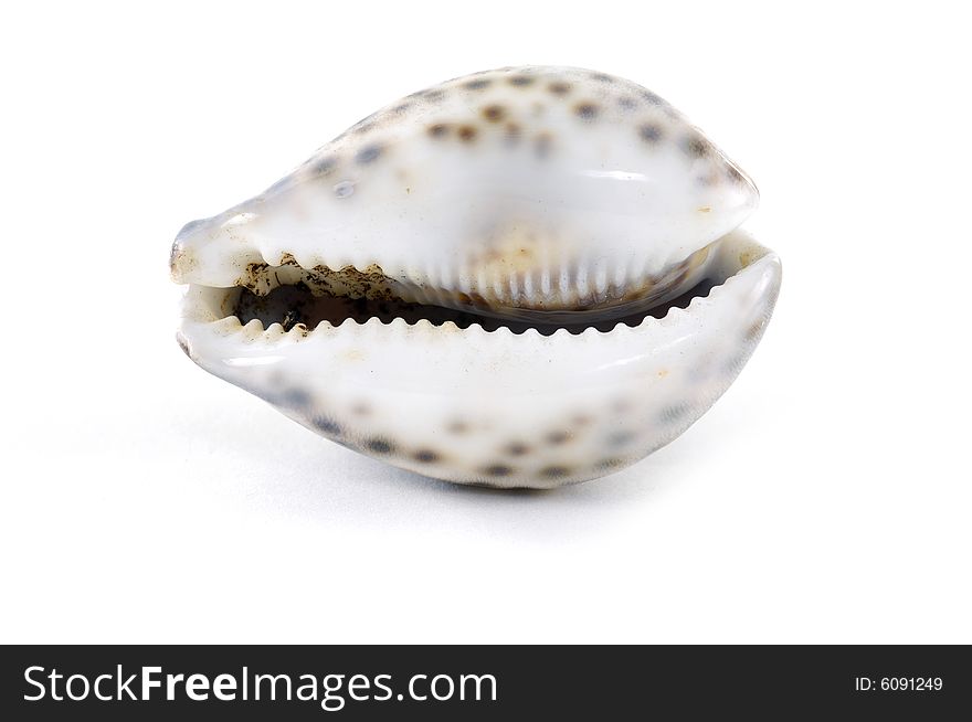 Beach objects. Shells isolated on white