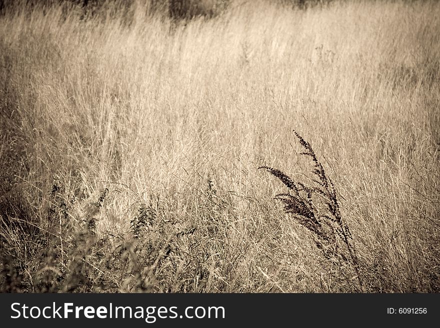 Photo of a field with sepia-like tones. Photo of a field with sepia-like tones