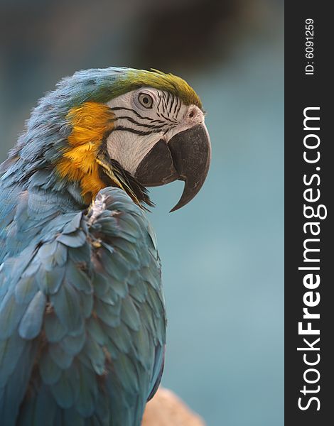 Blue Parrot's portrait (Blue-throated macaw)